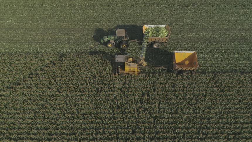 Tractor parallels harvester as they both haul trailers for holding harvest