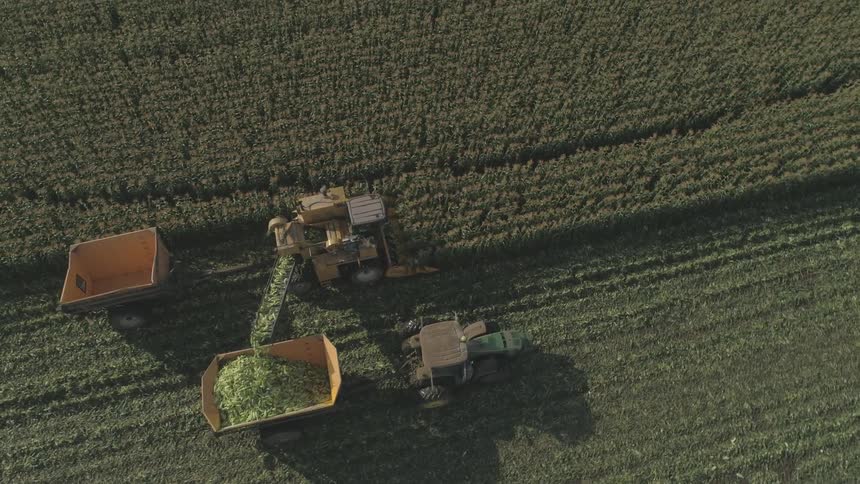 Two large tractors harvest a huge field filled with corn crops