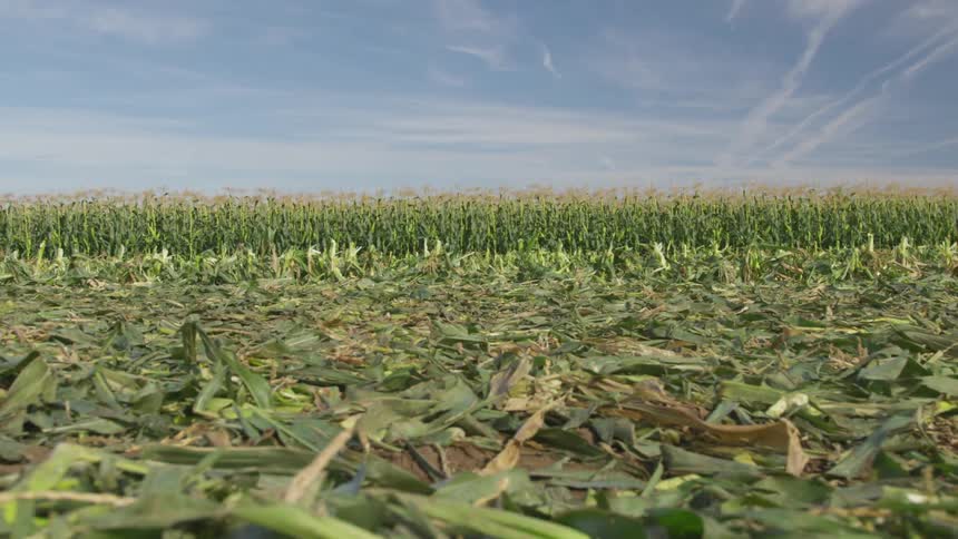 Crops on a rural farm on a summer day