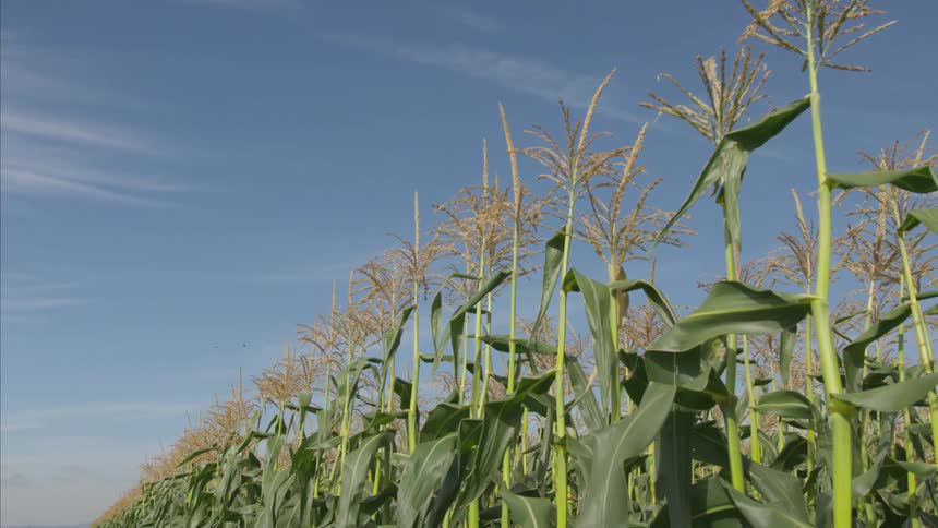 Plants growing in a crop