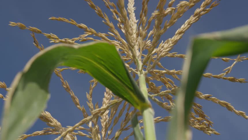 Grain plant contrasts with clear blue sky