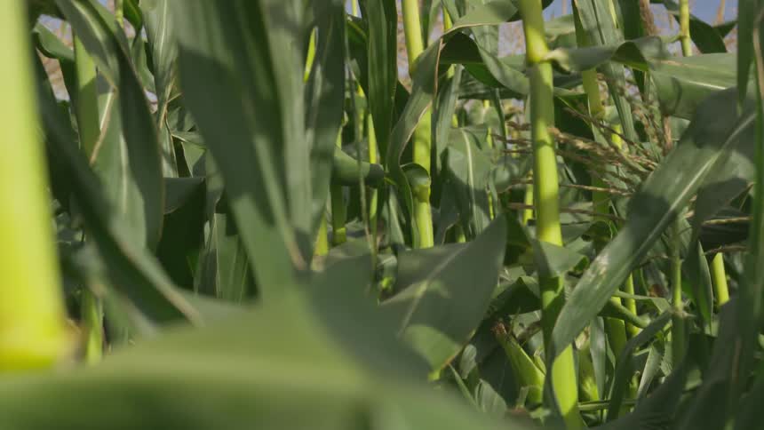 The cornfield is thick with many tall green stalks and ears forming with new corn