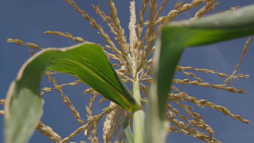 A plant stalk with grain