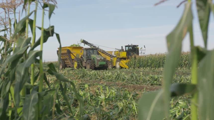 Farm equipment harvesting corn in field