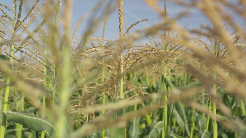 Wheat growing in a field