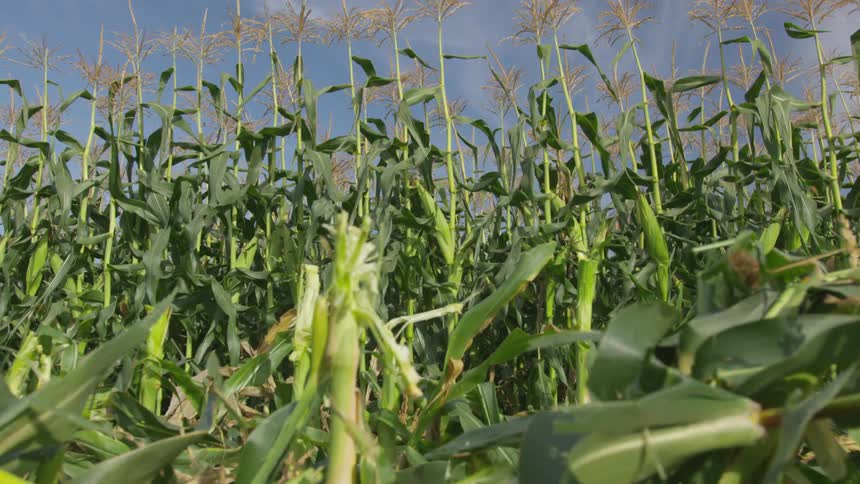 A view of crops on a farm is displayed
