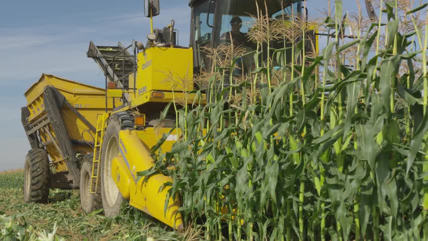 Person operates harvest machine harvesting corn