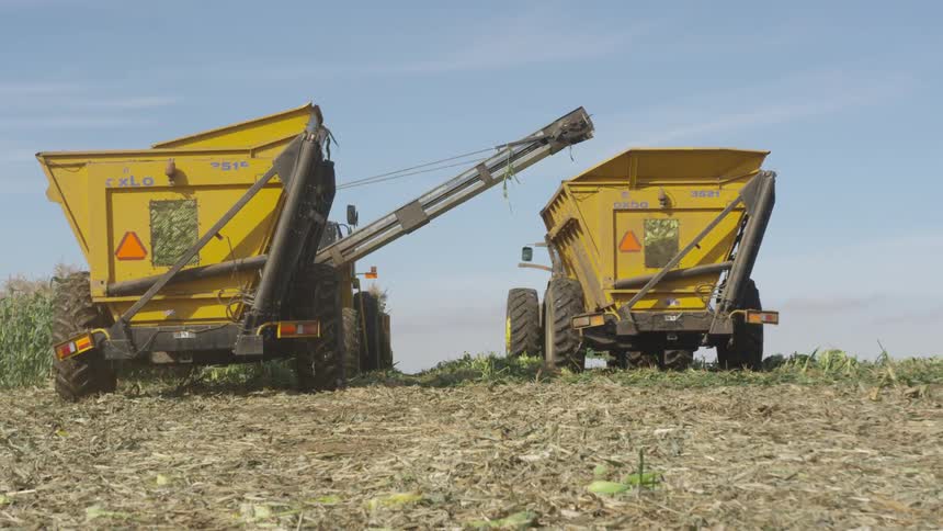 Harvesters moving through corn field