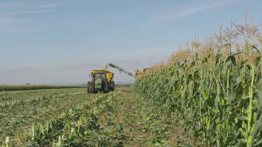 A tractor driving on a field with crops