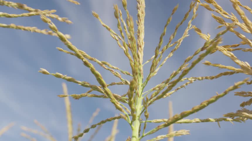 Ripe plant stands in crop fieldunder cloudy sky