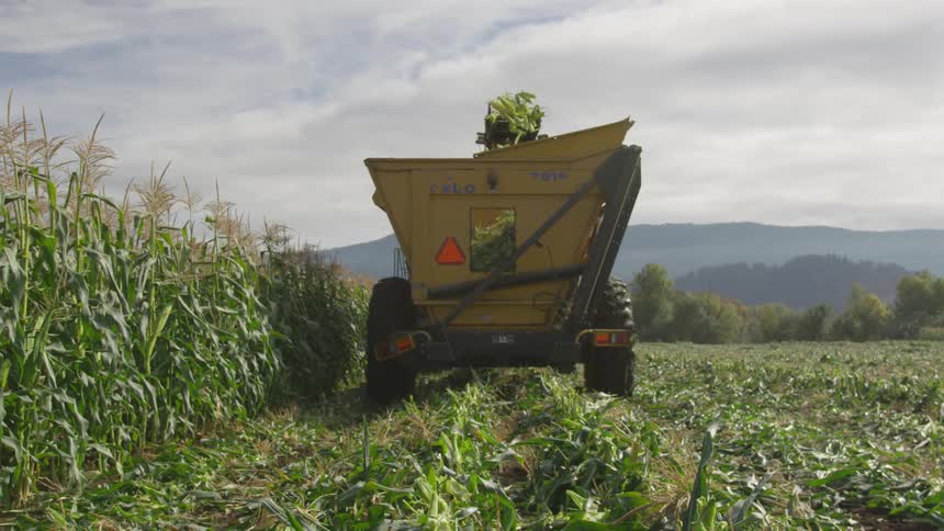 A truck collects corn on a farm field