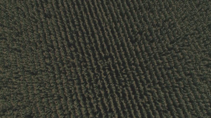 Aerial view of a wheat field at sunset