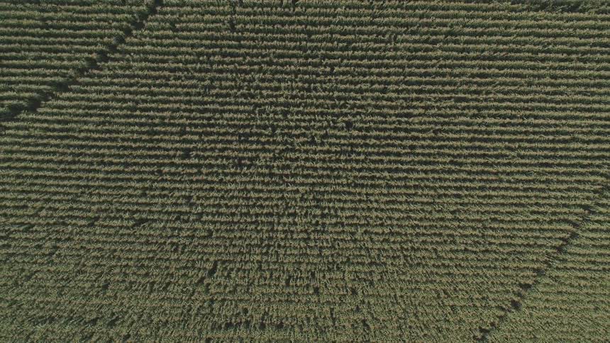 Crops grow in neat rows in a large farm field