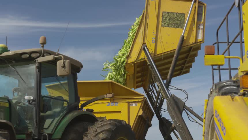 Freshly picked corn is dumped from a large bucket into a bin attached to a tractor