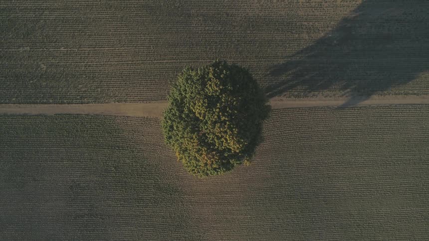 A birds eye view of a tree in a rural area is displayed