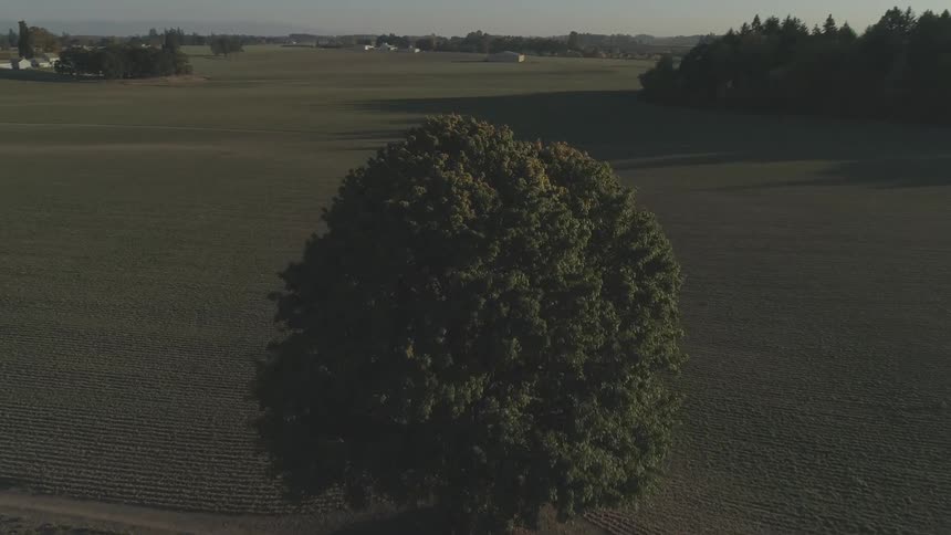 A large solitary tree in a wide field under a clear sky