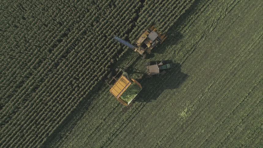 A tractor tows a trailer filled with crops being harvested by some nearby machinery