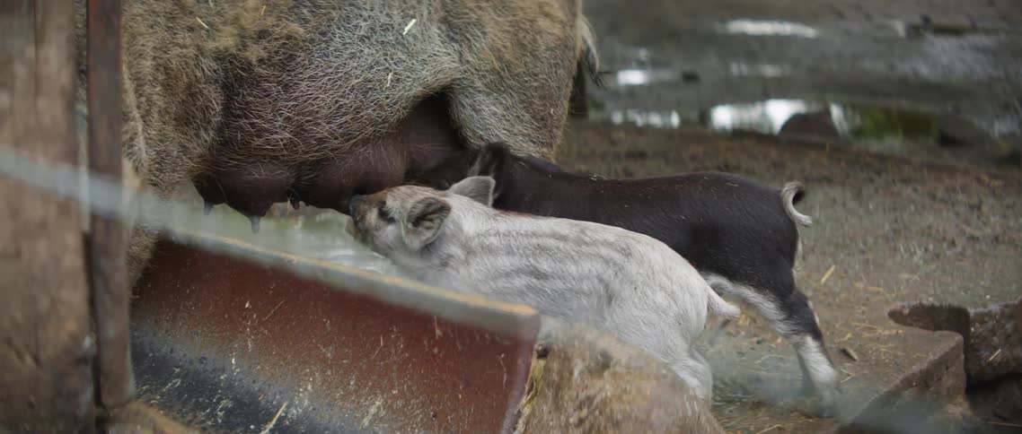 Piglets feeding on a mother pig