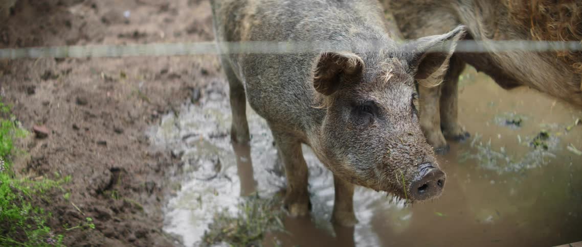 Two pigs standing in mud