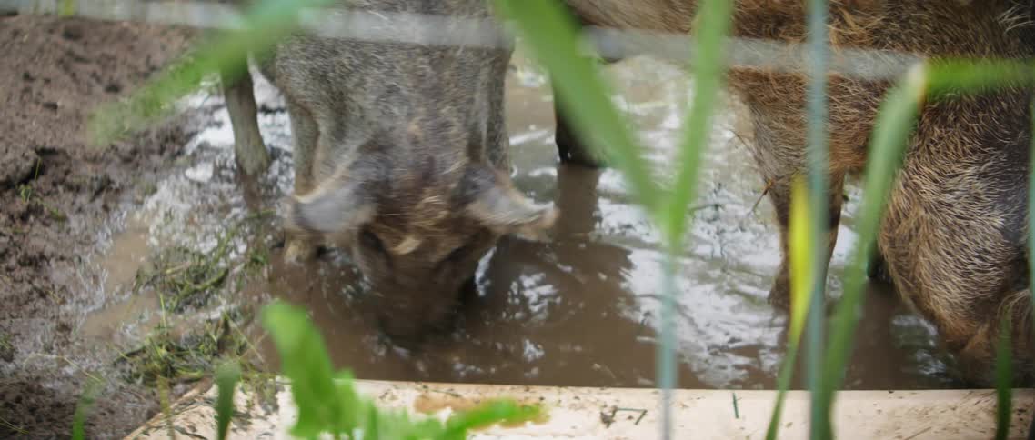 Two pigs drink water on a puddle in the floor of the pig pen in a farm