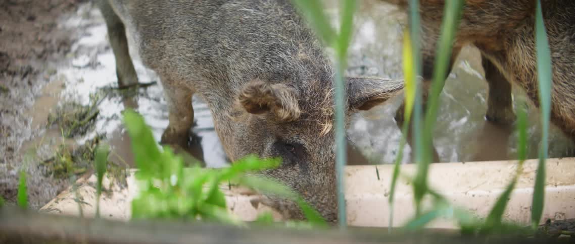 Pigs on a farm standing in mud and drinking water