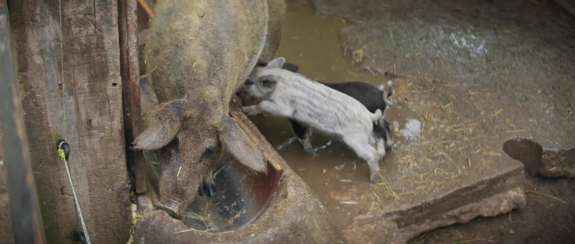 A pig eats in a trough as her piglets feed on her