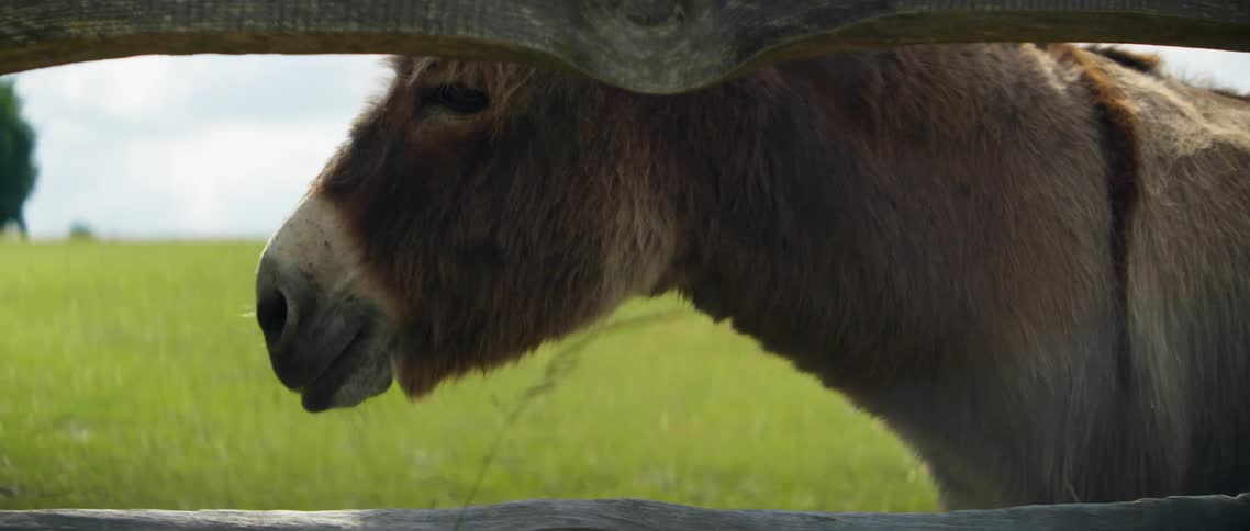 A horse in a field on a farm
