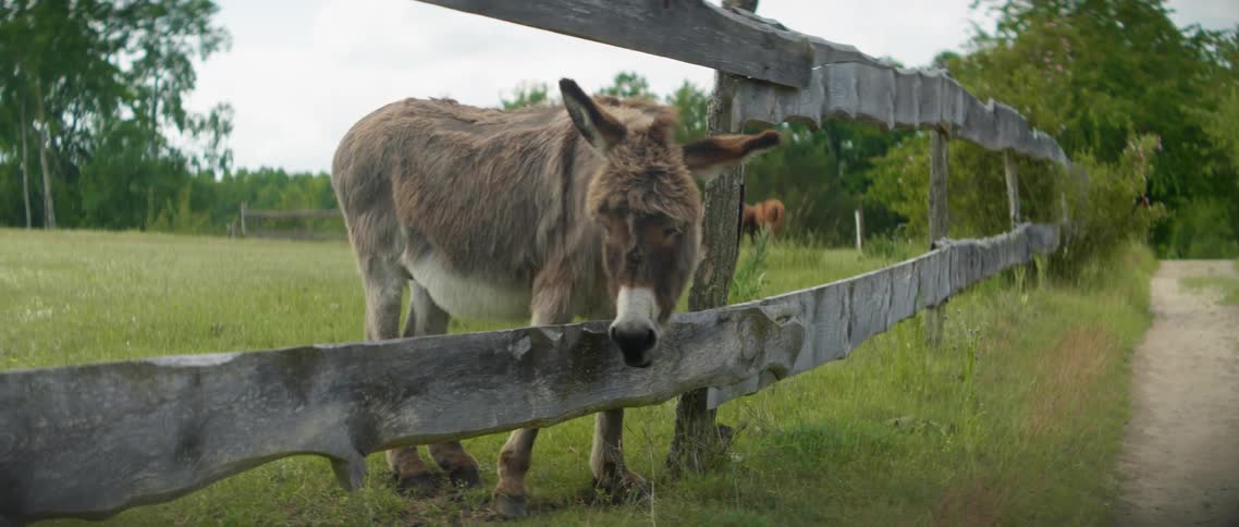 A mule pokes its head through a wooden fence on a rural farm