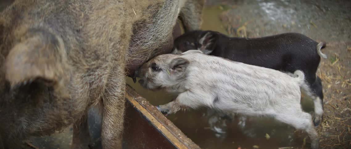Two piglets suckling on a pig while standing in a puddle of water