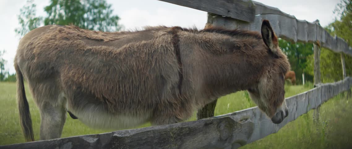 Donkey standing at wooden fence in pasture