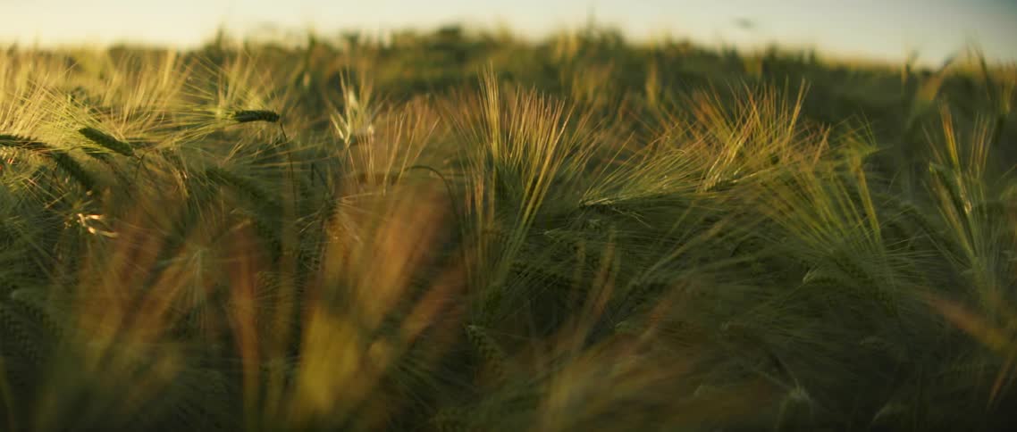 Ears of barley blowing in the wind with sunlight shining off of it with the sky and clouds in the background