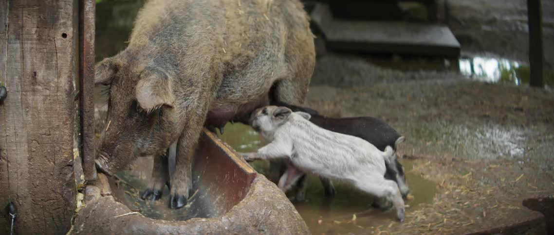 Piglets feeding from mother hog on a farm in a village