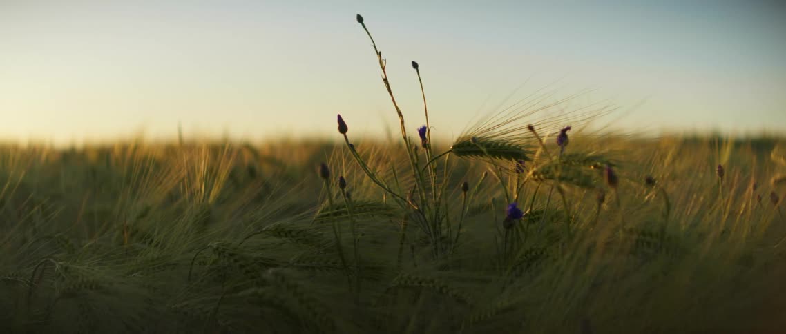 The sun sets over a meadow filled with tall grass and weeds