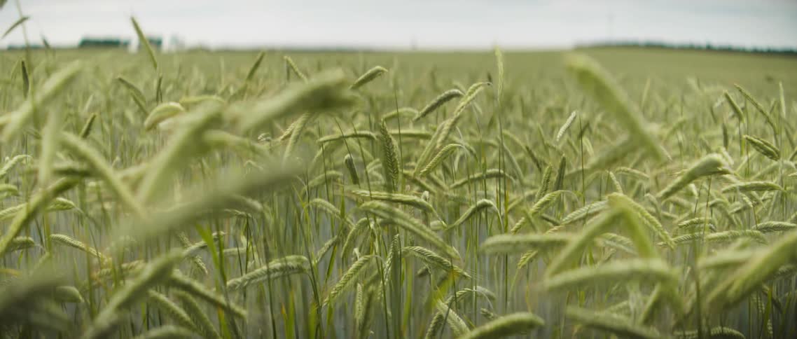 Stalks of grass in a vast field sway gently in the wind during the day