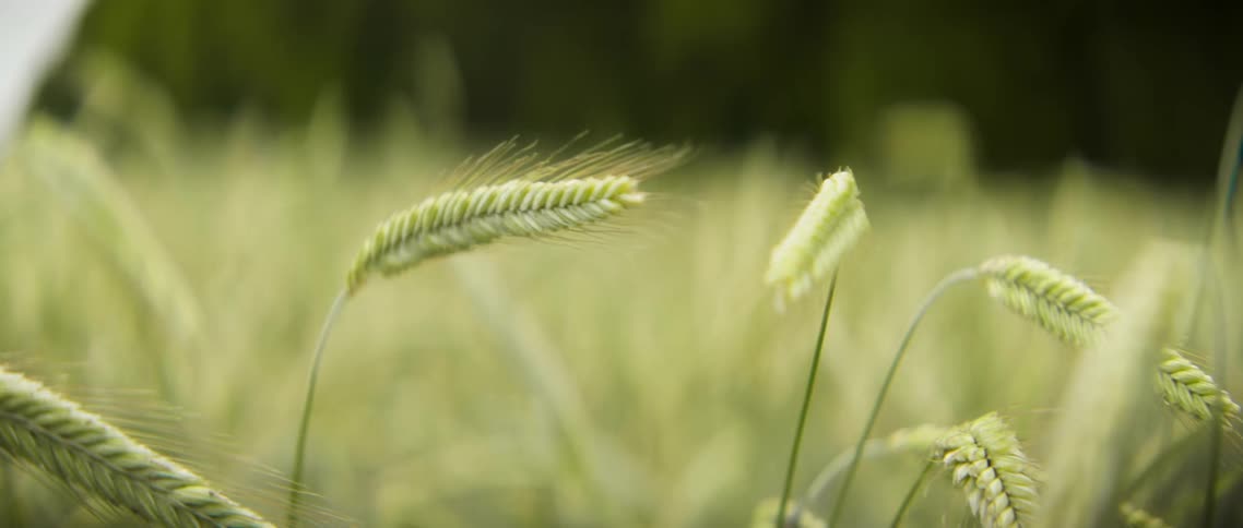 Wheat growing in a field
