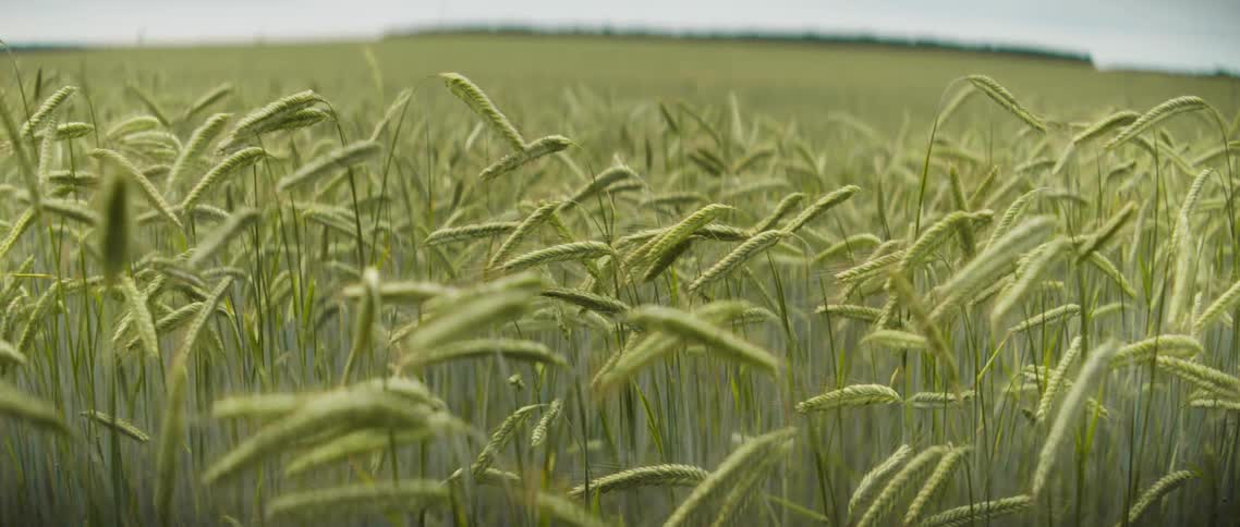 Green wheat in field sways in gentle breeze