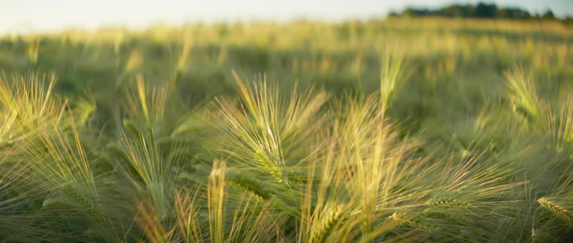 A field of barley is displayed
