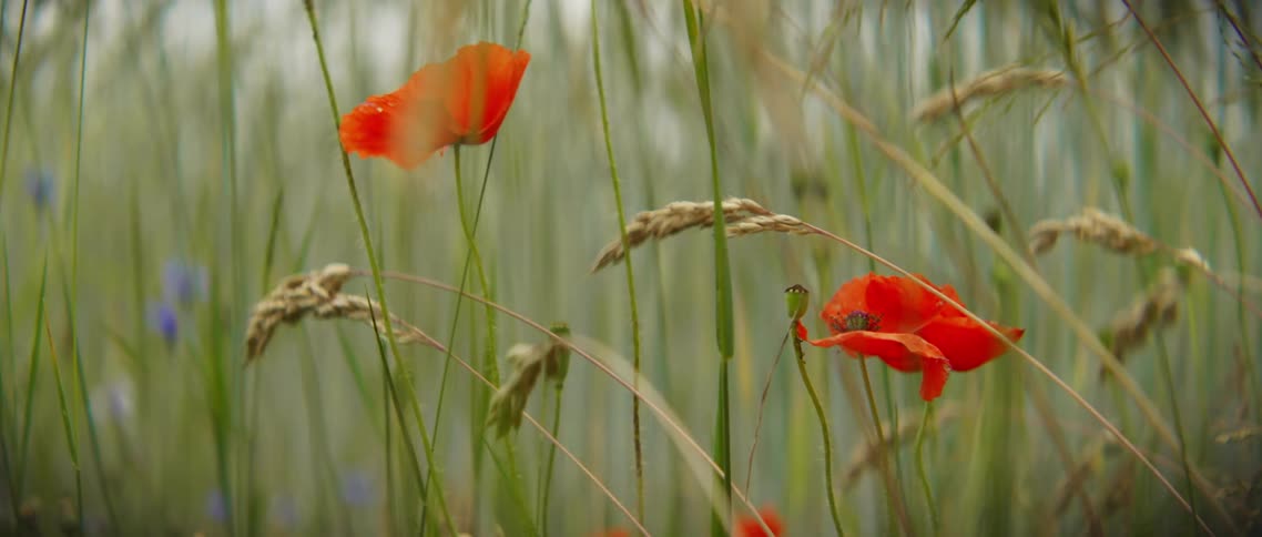 Red and purple flowers in a field on a windy day