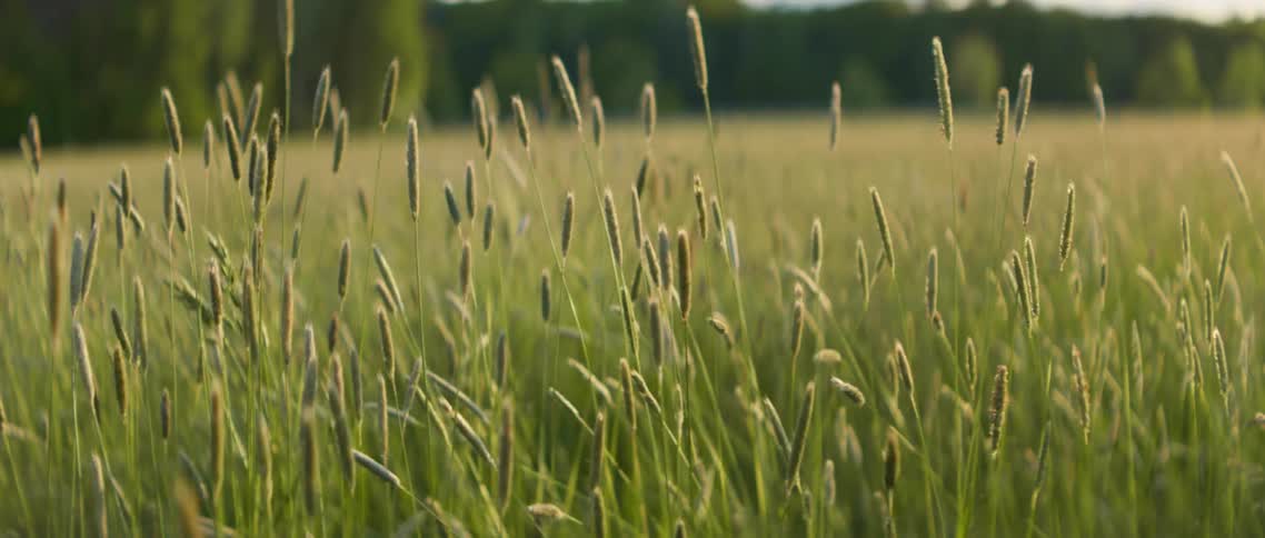 Tall weeds grow in a field near a forest