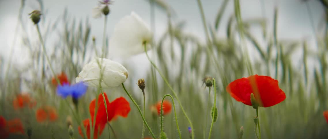 White and red flowers in the breeze