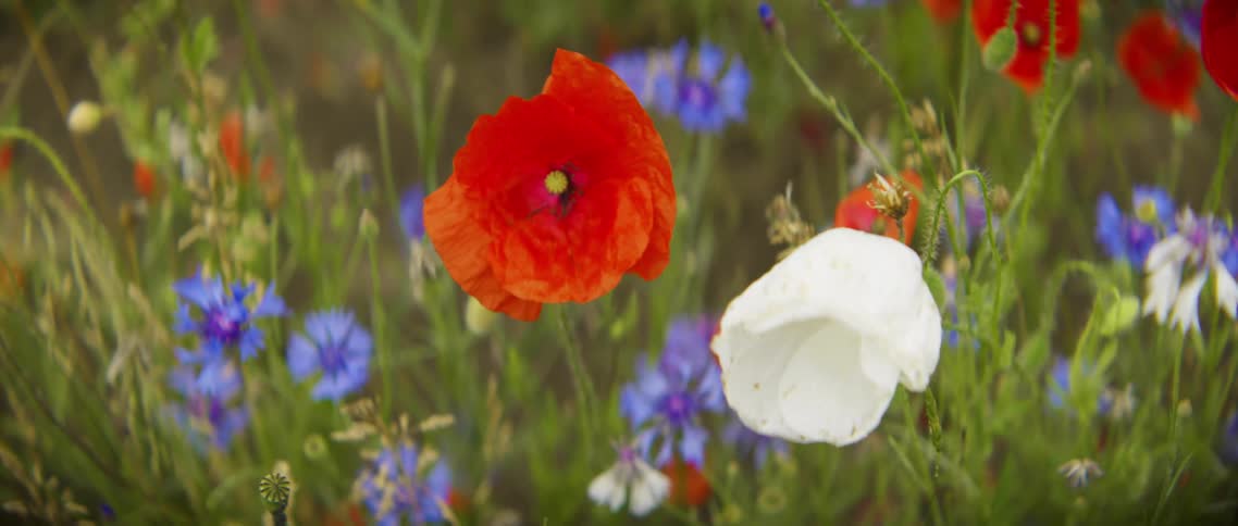 Flowers are displayed in a grassland area