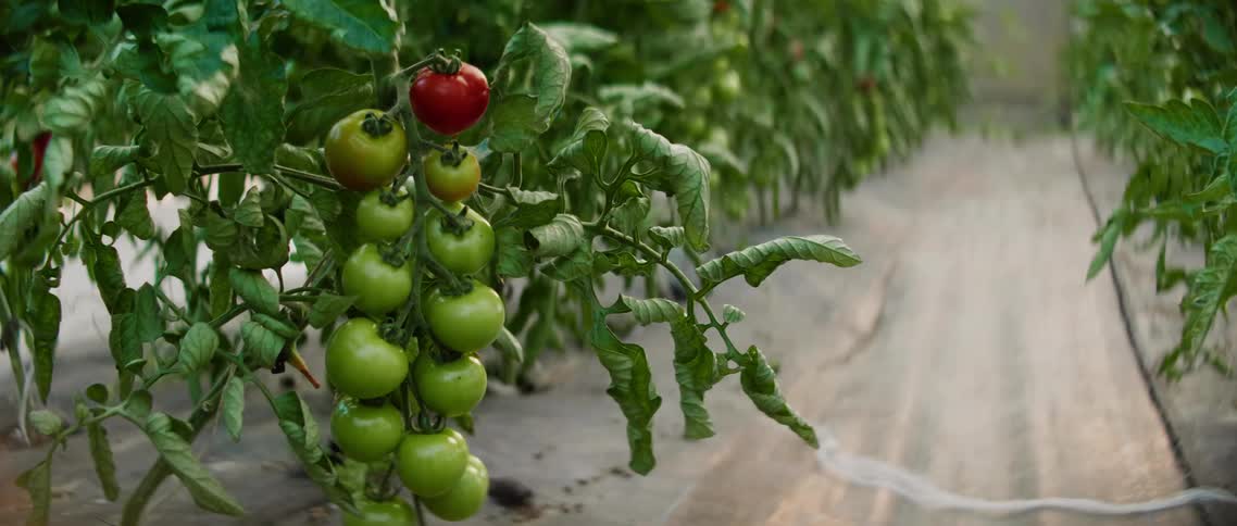 A row of plants with tomatoes of varying ripeness growing on them