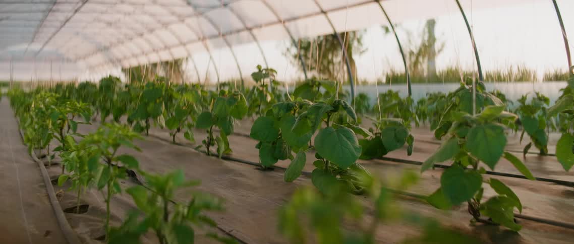 Rows of plants in a greenhouse during the day