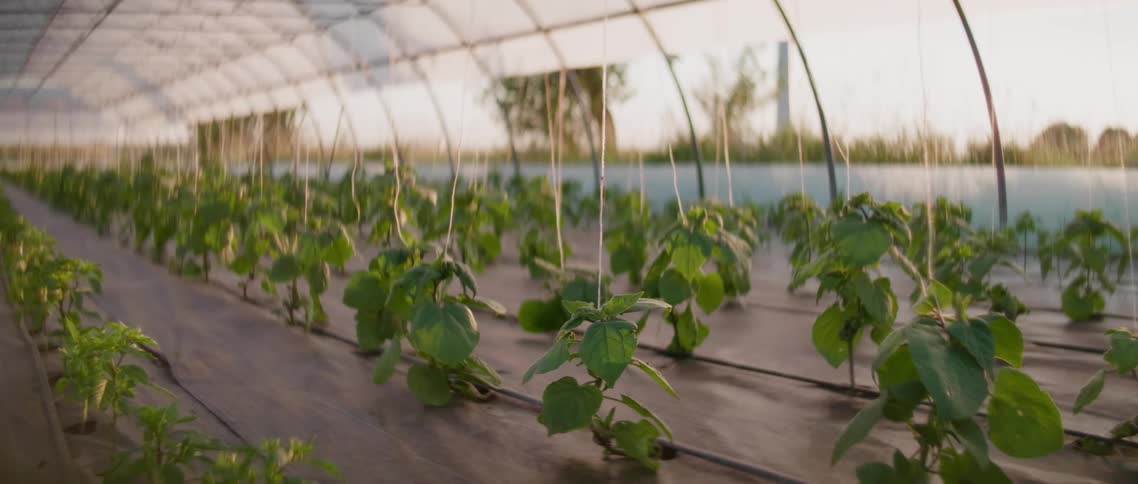 Plants growing in a greenhouse