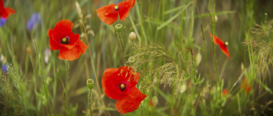 Bright red and purple flowers grow in a field