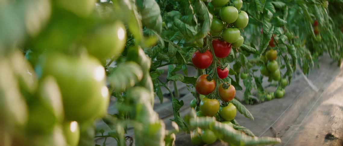A row of plants bearing tomatoes in varying degrees of ripeness
