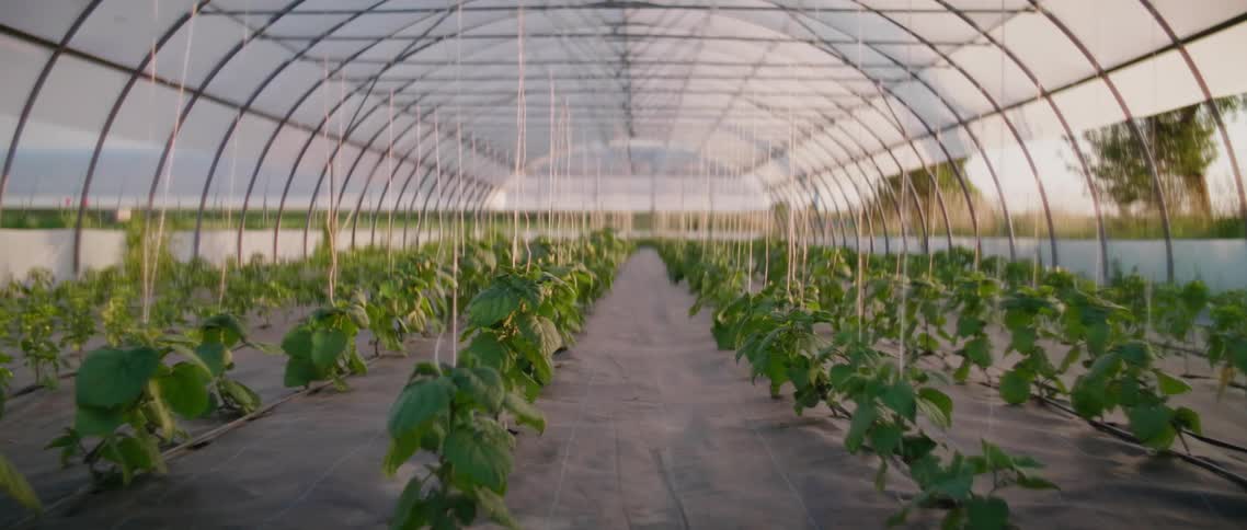 Plants growing under the roof on a greenhouse in a field at sunset