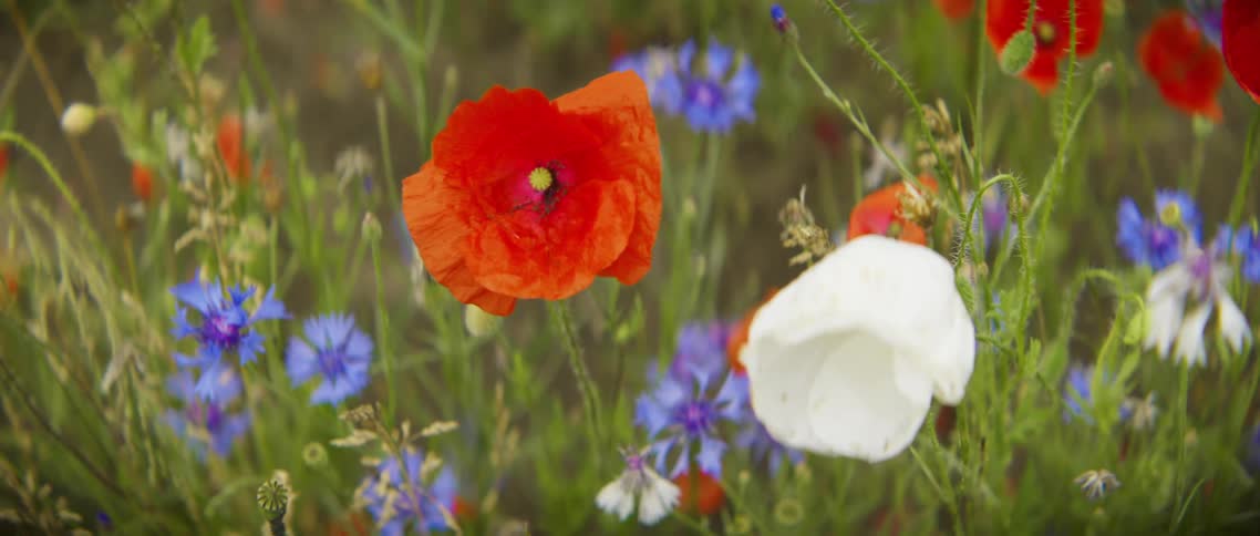 A small red flower sways in the outdoor breeze of the wind surrounded by other flowers