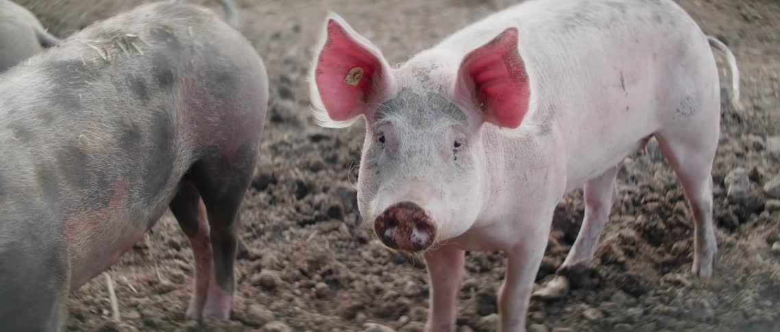 Pigs in dirt on farm
