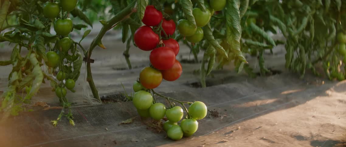 Tomatoes on tomato plants are in various states or ripeness